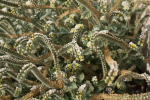 tentacle_plant.png
