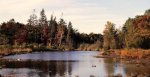 Torgau_Naturpark_Dübener_Heide_Foto3_Foto_Pixabay-1024x521[1].jpg