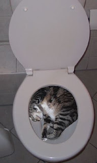 tabby-cat-funny-sleeping-toilet-bowl.jpg