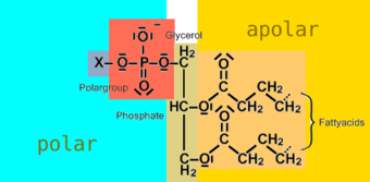 340px-Struktur_eines_Phospholipids.png